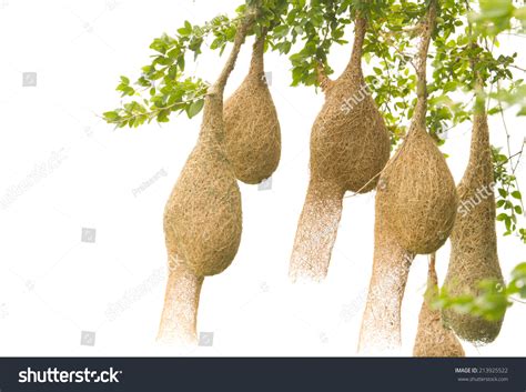 2,571 Baya Weaver Nest Images, Stock Photos & Vectors | Shutterstock