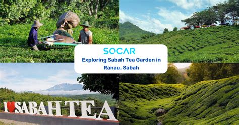 Exploring Sabah Tea Garden in Ranau, Sabah - SOCAR Blog