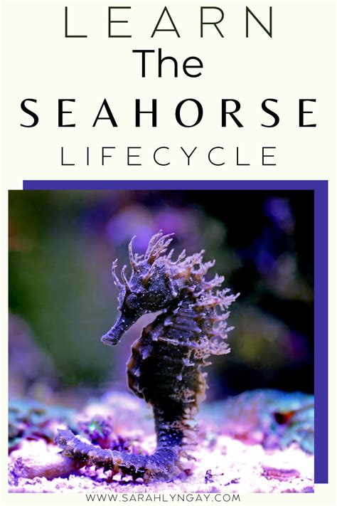 Bold and Beautiful: The Life Cycle of a Seahorse - Sarah Lyn Gay