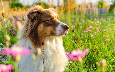 Do Australian Shepherds Shed? The Hairy Truth – Native Pet