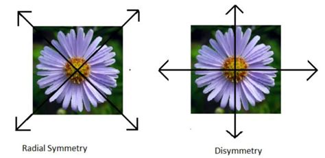 Radial Symmetry Flower