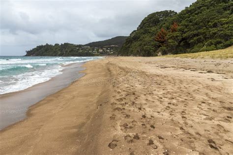 Cooks Beach at Purangi in New Zealand Stock Photo - Image of scenery ...