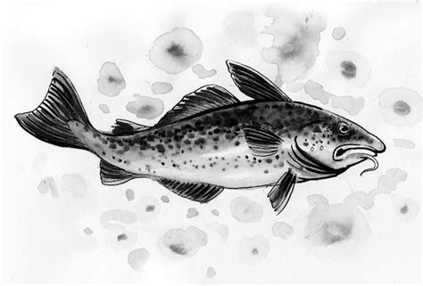 Premium Photo | Cod fish in water. ink and watercolor drawing