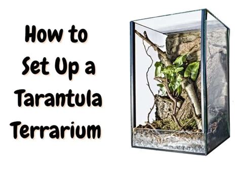 How To Set Up a Tarantula Enclosure in 7 Steps - The Pet Savvy