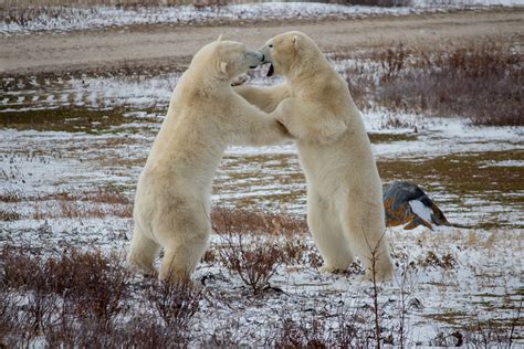 Polar Bear Kisses – Weekly Travel Photo – VirtualWayfarer