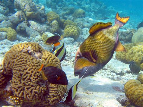 File:Titan Triggerfish.jpg - Wikipedia