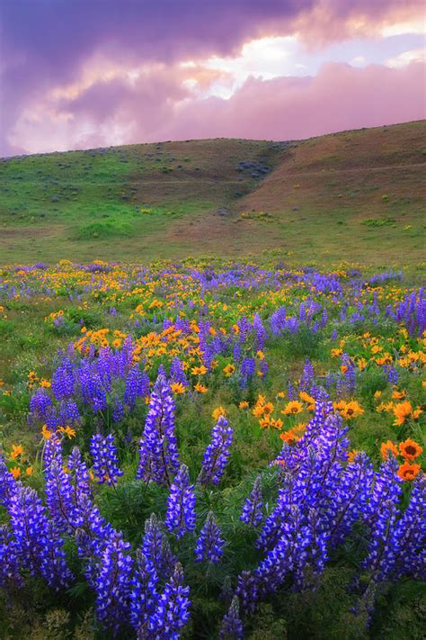 Wildflower Sunset Photograph by Justin Reznick Photography | Fine Art ...