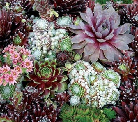 Hens and Chicks, Sempervivum Seeds Species Mix)SUCCULEN, Hardy ...