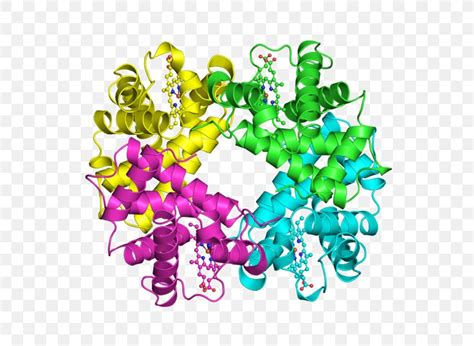 Protein Quaternary Structure Protein Structure Hemoglobin Protein ...