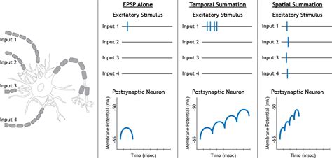 Postsynaptic Potentials – Foundations of Neuroscience