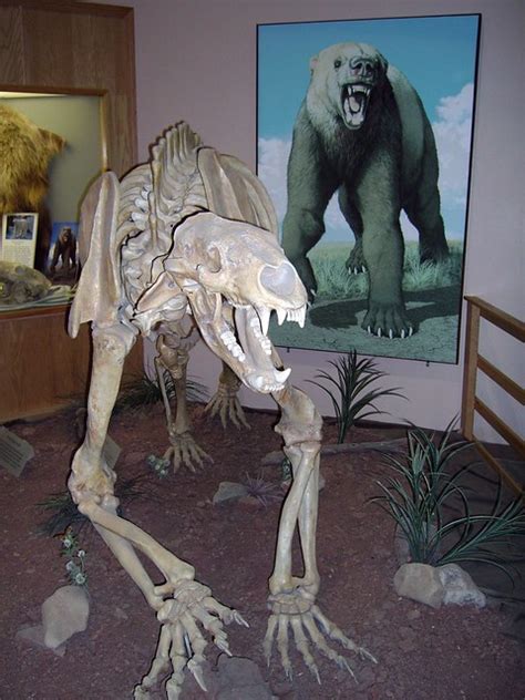 Short Faced Bear Fossil Cast (Arctodus simus) | Flickr - Photo Sharing!