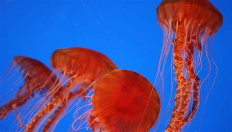 The Jellyfish's Ecosystem & Its Specific Habitat | Animals - mom.com