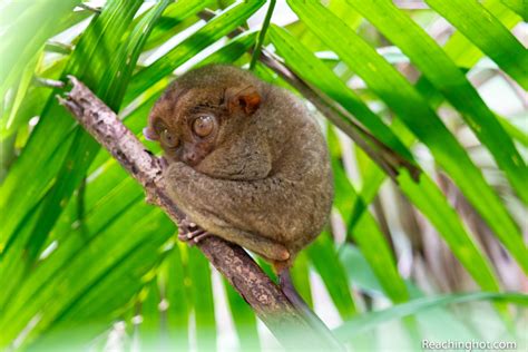 Chocolate hills and cute tarsiers: Guide to the beautiful island of ...