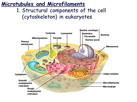 Microtubules and Microfilaments | Plasma membrane, The cell, Infographic