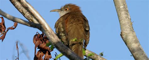 Cuba Bird-watching Holidays - Geodyssey