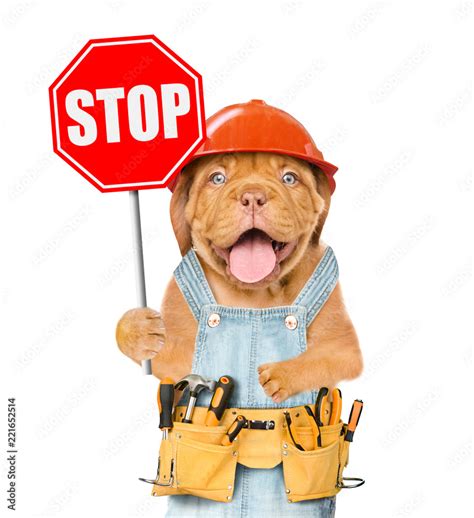 Funny puppy in overalls and hard hat with tool belt showing stop sign ...