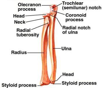 Orthopedic Way::Your Way To Be Perfect Orthopedic Surgeon: Anatomy Of ...