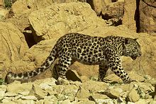 Arabian leopard - Wikipedia