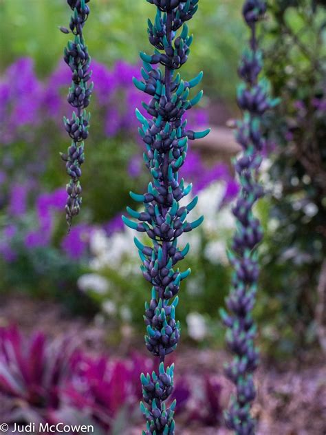 JUstDreamInparadise: Jade Vine