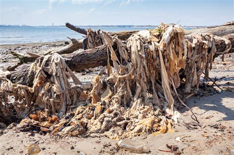 Take a tour of Dead Horse Bay, Brooklyn’s hidden trove of trash and ...