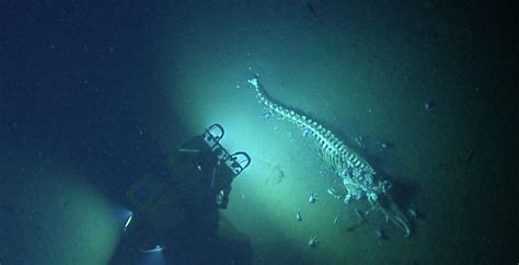 Exploration, Characterization, and Monitoring of Deep-sea Benthic Habitats | Monterey Bay NMS ...