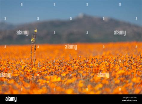 Namaqua national park hi-res stock photography and images - Alamy