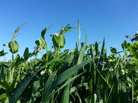 Emergency hay and silage forage crops - Forages