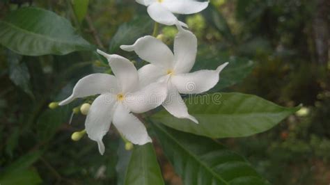 Wathusudda Flower at Rainforest Stock Image - Image of branch, plant ...