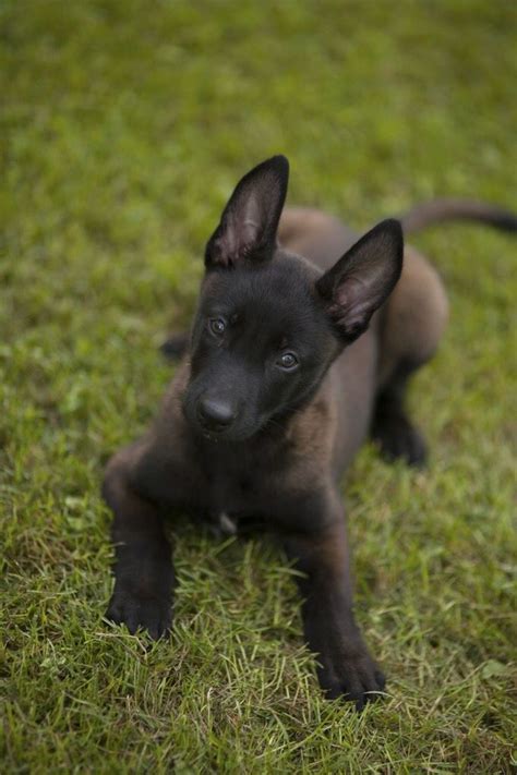 Belgian Malinois Puppy Food