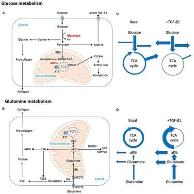 Frontiers | A Metabolic Reprogramming of Glycolysis and Glutamine ...