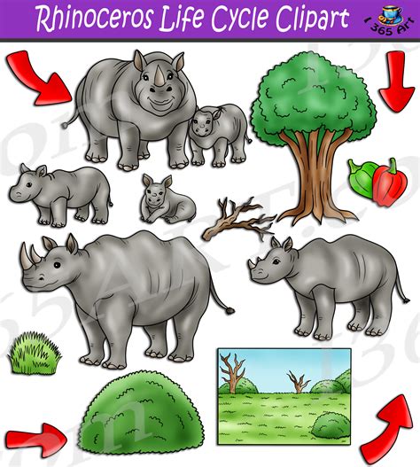 Rhinoceros Life Cycle Clipart Set Download - Clipart 4 School