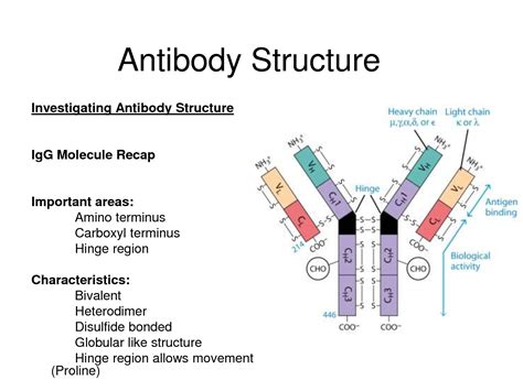 Antibody structure