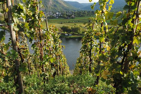 Overlooking the vineyards of Staffelter Hof, Krov, Germany