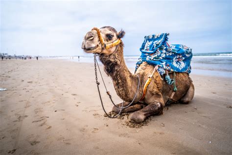 Agadir Beaches, Warmth on the South Coast