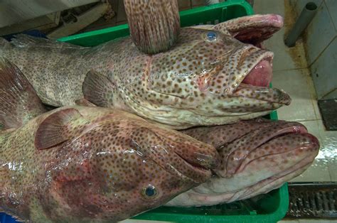 Types ofgrouper fish wholesale available in the market