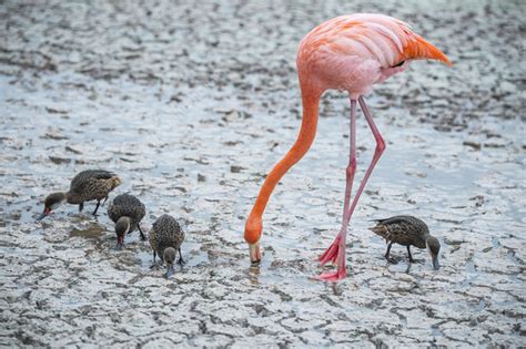 American flamingo feeding - Stock Image - C058/0076 - Science Photo Library