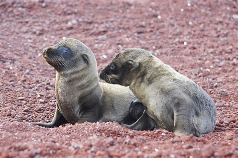 Sea Lion Pups on the Beach Photograph by Brian Kamprath - Fine Art America