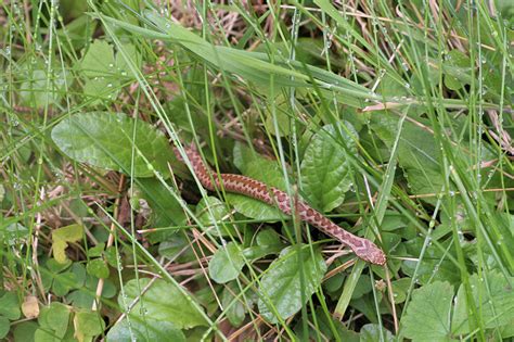 Photo: Baby Adder Snake In Grass IMG 3485