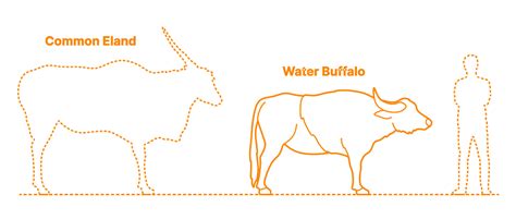 Water Buffalo (Bubalus bubalis) Dimensions & Drawings | Dimensions.com