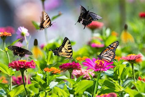 How to Attract Butterflies to Your Backyard in 6 Steps