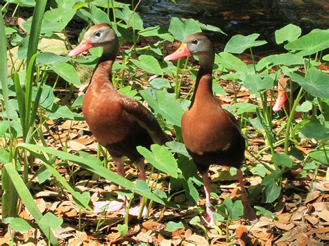 Black-bellied Whistling Duck | Alexandria Zoo