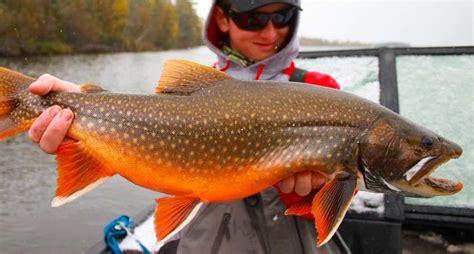 Splake vs Lake Trout: Key Differences Explained