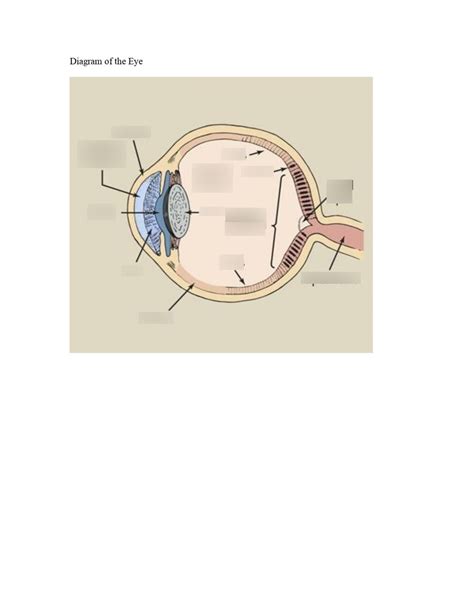 Diagram of the Eye (Labeling) Diagram | Quizlet