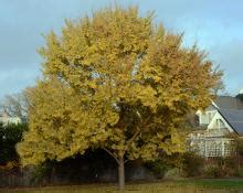 Ulmus parvifolia Bosque™ | Landscape Plants | Oregon State University