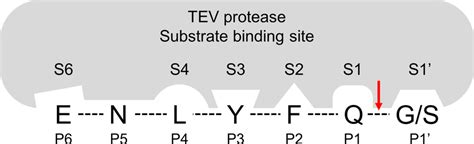 Substrate binding sites of TEV protease. The positions of substrate... | Download Scientific Diagram