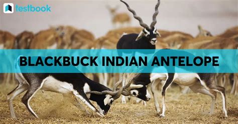 Blackbuck Indian Antelope UPSC Notes: Features & IUCN Status