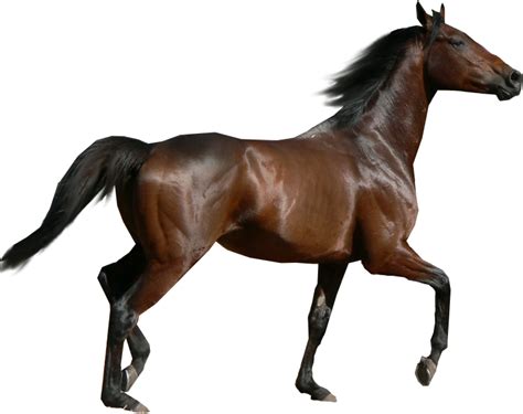 horse png image, free download picture, transparent background