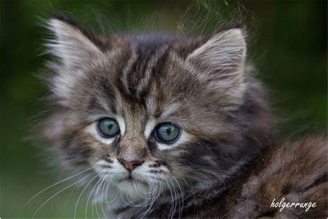 Katzenbabys 1 Foto & Bild | natur, tiere, haustiere Bilder auf fotocommunity