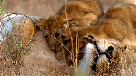 Nature - Lion Cubs Playing with Mom and Dad - Twin Cities PBS