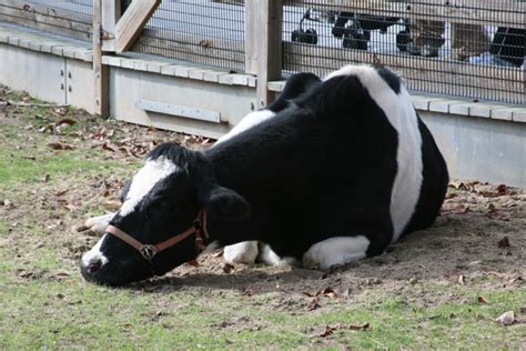 Livestock Health – Causes Care & Cures Of Common Cattle Diseases ...